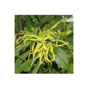 Ylang Ylang